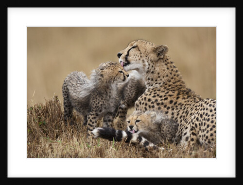 Cheetah grooming cub in Masai Mara National Reserve by Anonymous