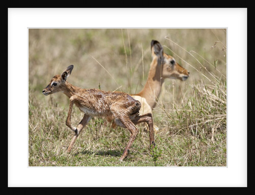 Newborn Impala taking first steps by Anonymous