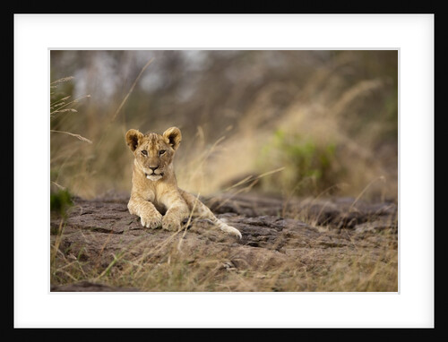 Lion cub resting on rocky outcrop in tall grass by Anonymous