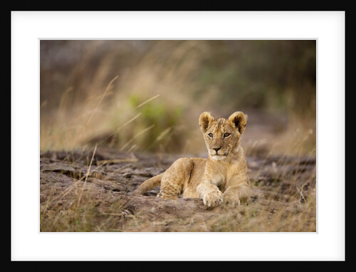 Lion cub resting on rocky outcrop in tall grass by Anonymous