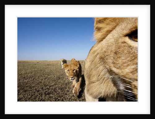 Pride of lions by Anonymous