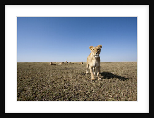 Curious lion approaching on savanna by Anonymous