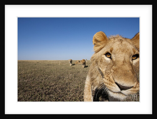 Curious adolescent male lion approaching by Anonymous