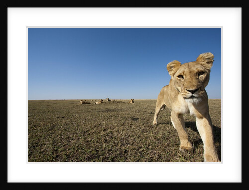 Curious lion approaching on savanna by Anonymous