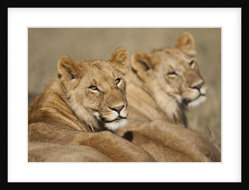 Lions resting in morning sun in Masai Mara National Reserve by Anonymous