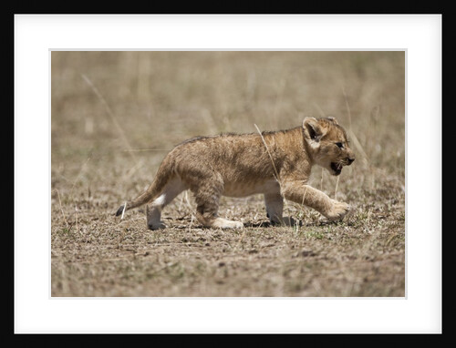 Lion cub walking by Anonymous
