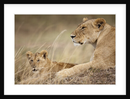 Lioness with cub in Masai Mara National Reserve by Anonymous