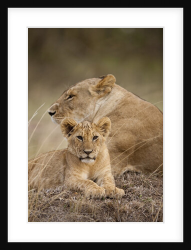 Lioness and cub by Anonymous