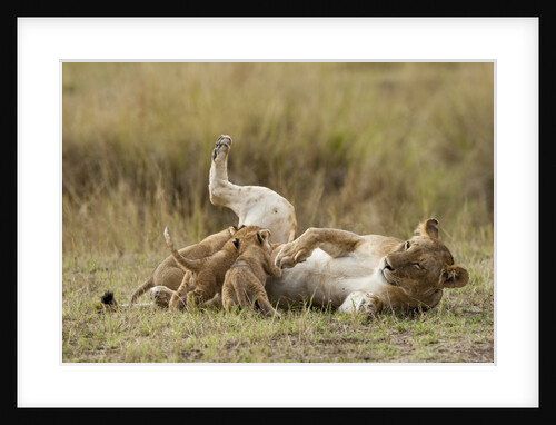 Lioness nursing cubs by Anonymous