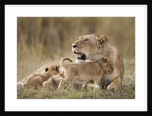 Lioness nursing cubs in Masai Mara National Reserve by Anonymous