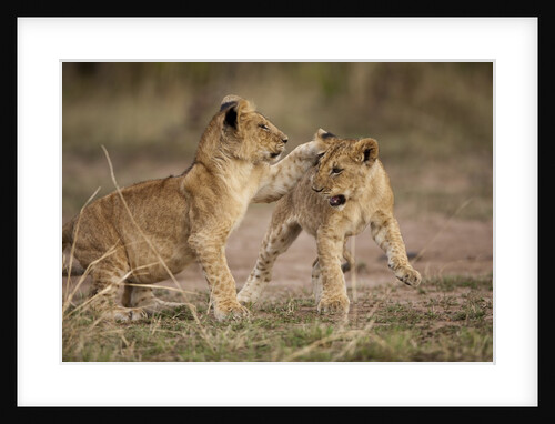 Lion cubs playing by Anonymous