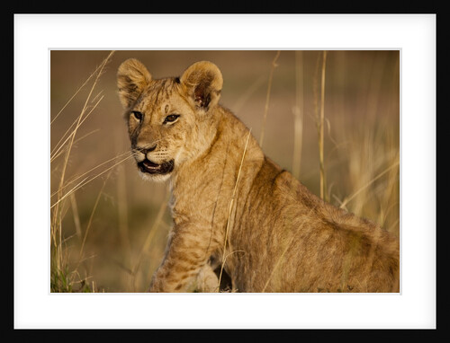 Lion cub by Anonymous