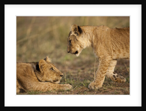 Lion cubs playing by Anonymous