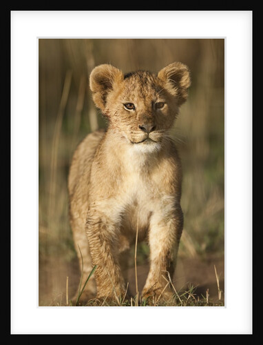 Lion cub on savanna in Masai Mara National Reserve by Anonymous