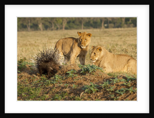 Youngs lion stalking porcupine by Anonymous