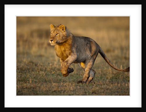 Lion running on savanna at sunrise by Anonymous