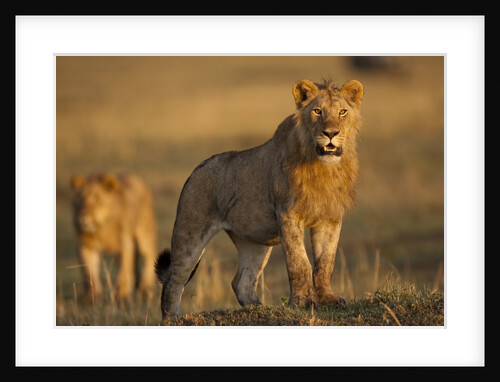Lion on savanna at sunrise by Anonymous