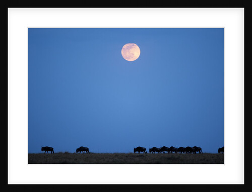 Wildebeest below full moon in Masai Mara National Reserve by Anonymous