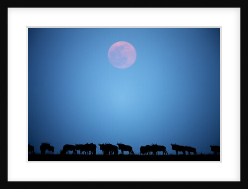 Wildebeest at moonrise in Masai Mara National Reserve by Anonymous