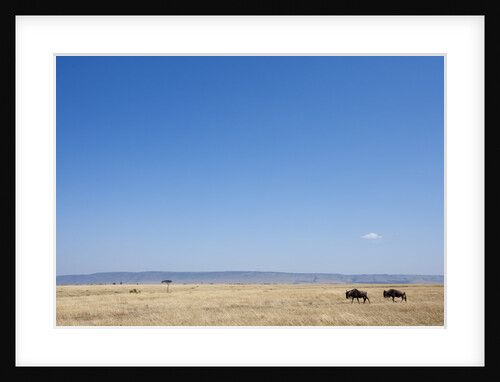 Wildebeest in Masai Mara Game Reserve by Anonymous