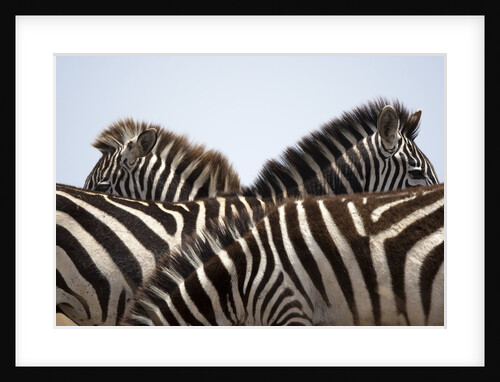 Burchell's Zebras in Masai Mara National Reserve by Anonymous