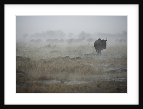Wildebeest in rain storm in Masai Mara National Reserve by Anonymous