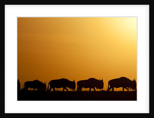 Wildebeest migrating in Masai Mara National Reserve by Anonymous