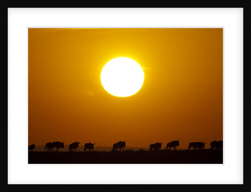 Migrating wildebeest at sunrise in Masai Mara National Reserve by Anonymous