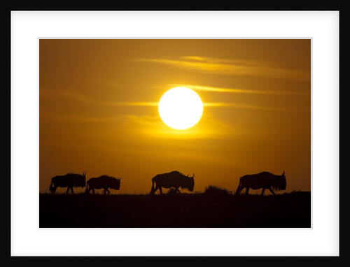 Migrating wildebeest at sunrise in Masai Mara National Reserve by Anonymous