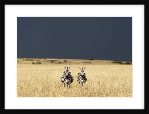 Burchell's Zebras on savanna below stormy sky by Anonymous