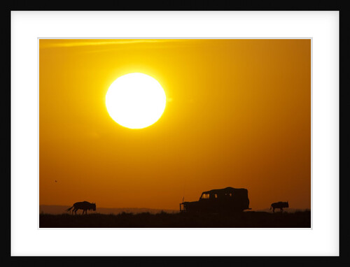 Wildebeest near safari truck at sunrise by Anonymous