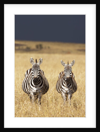 Burchell's Zebras on savanna below stormy sky by Anonymous