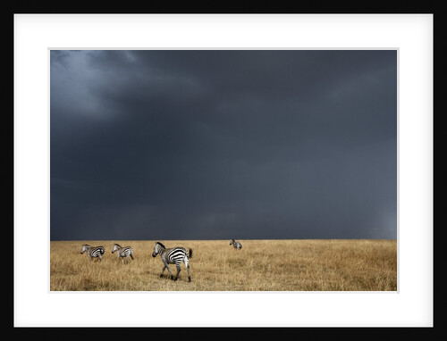 Plains zebra by Anonymous