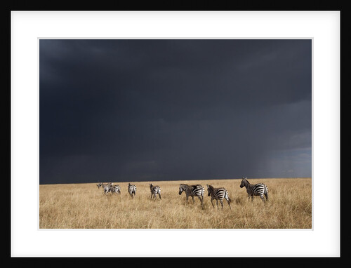 Plains zebra by Anonymous