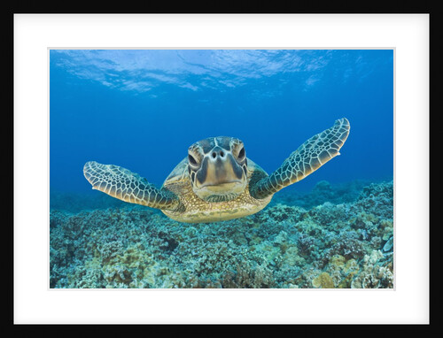 Green Turtle (Chelonia mydas), Maui, Hawaii, USA by Anonymous