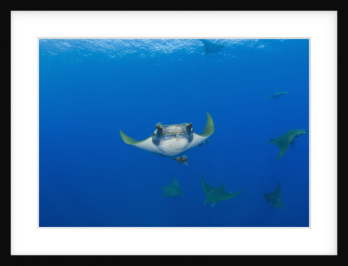 Sicklefin Mantas (Mobula tarapacana), Azores, Princess Alice Bank, Atlantic Ocean, Portugal by Anonymous