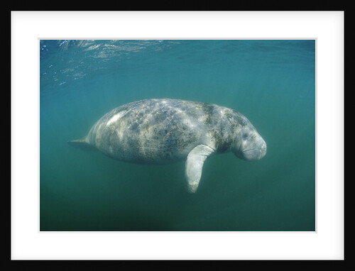West Indian Manatee (Trichechus manatus latirostris) Florida Everglades, Florida, USA. by Anonymous