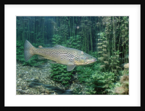 Trout (Salmo trutta), Germany by Anonymous