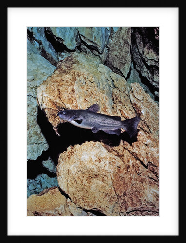 White Catfish (Ameiurus catus), Crystal River, Florida, USA by Anonymous