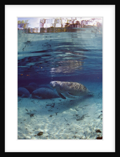 Florida Manatee (Trichechus manatus latirostris), Everglades, Florida, USA by Anonymous