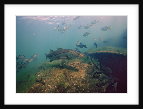 Common Snook (Centropomus undecimalis) Crystal River, Florida, USA by Anonymous