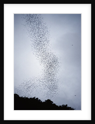 Bats flying from Deer Cave at dusk to feed on insects by Anonymous