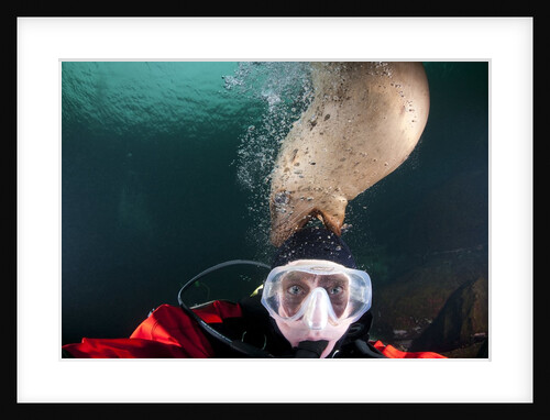 Steller sea lion biting head of photographer Paul Souders by Anonymous