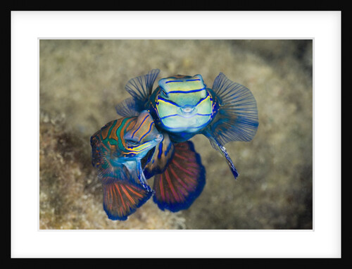Mating Mandarinfish (Synchiropus splendidus), Micronesia, Palau by Anonymous