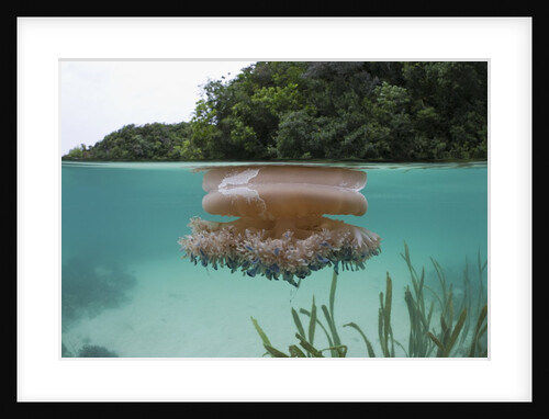 Upside-Down Jellyfish at the ocean surface (Cassiopea andromeda), Risong Bay, Micronesia, Palau by Anonymous