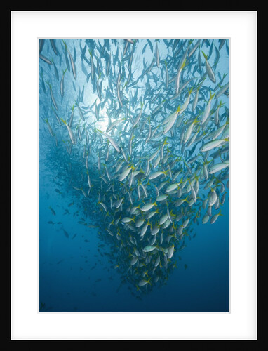 Large school of Yellowtail Fusiliers (Caesio cuning), German Channel, Micronesia, Palau by Anonymous