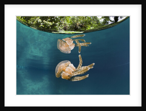 Mastigias Jellyfish (Matigias papua), Risong Bay, Micronesia, Palau by Anonymous