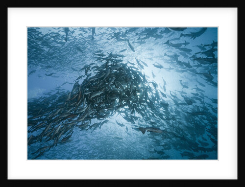 Large school of Rudderfish laying eggs in open water (Kyphosus cinerascens) by Anonymous