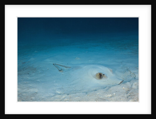 Cowtail Sting Ray camouflaged on the sandy ocean floor (Pastinachus sephen) by Anonymous