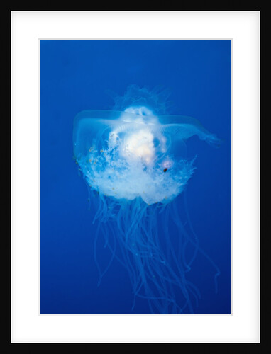 Crown Jellyfish (Netrostoma setouchina), Blue Corner, Micronesia, Palau by Anonymous